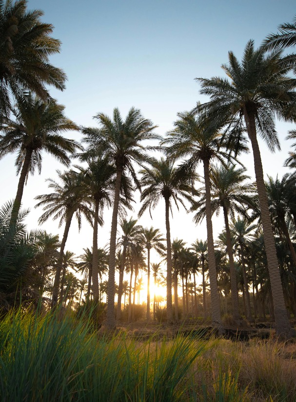 Iraq — palm trees